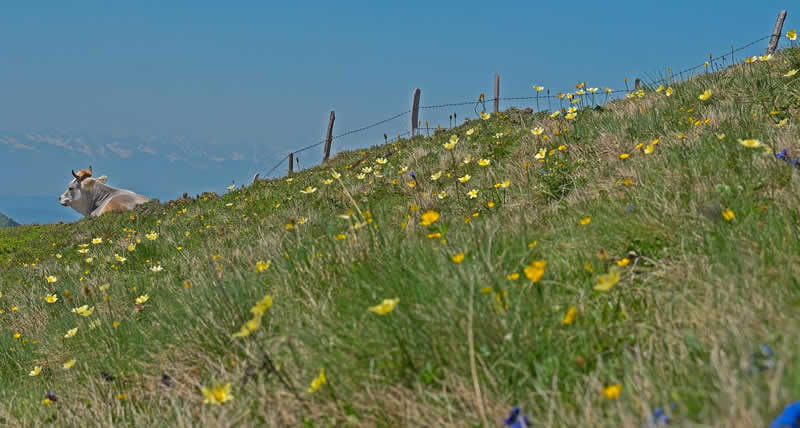 Wellnessurlaub in Tirol