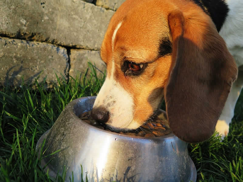 Hundeernährung Barfen