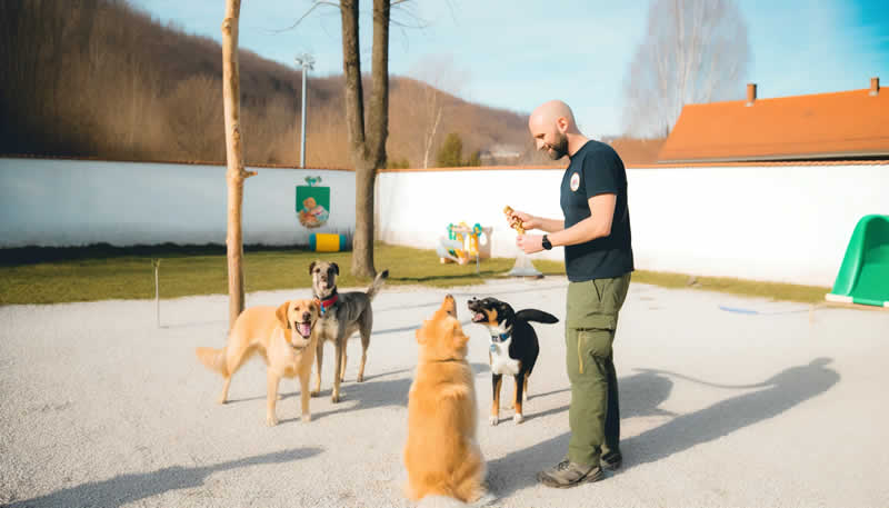 Fakten für eine moderne Hundeschule